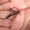 Lakin Grasshopper (female)