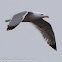 Yellow-legged Gull; Gaviota Patianarilla