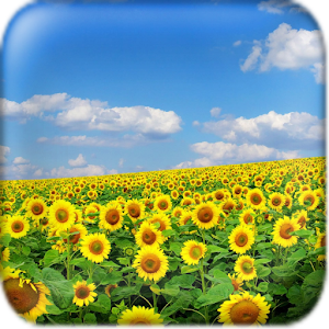 Sunflower Wallpaper 1.0.1