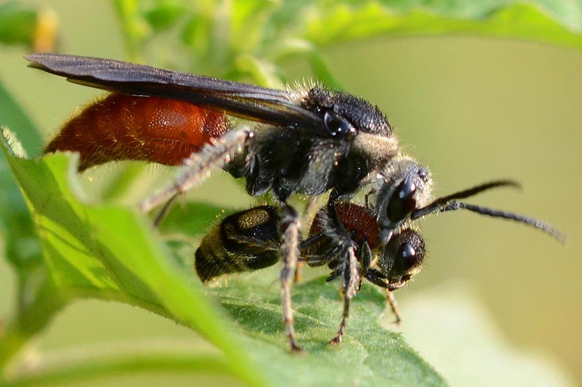 Velvet Ant Wasp