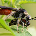 Velvet Ant Wasp