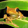 Sri Lanka Whipping frog
