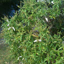 Koromiko (Hebe stricta or Hebe salicifolia)