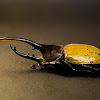 Hercules beetle