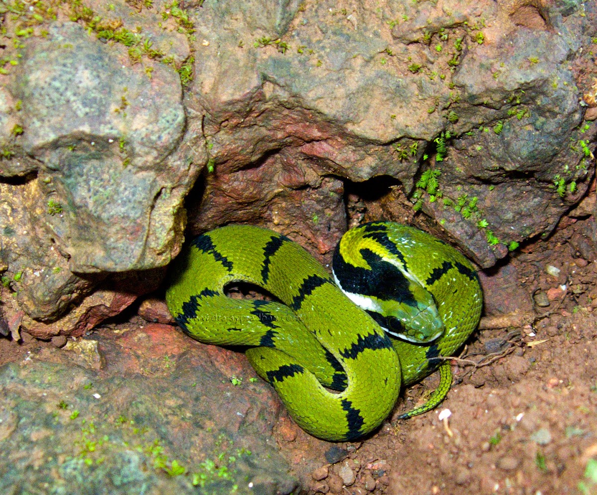 Green Keelback - Juvenile snake