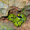 Green Keelback - Juvenile snake