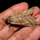 Variable Oxycanus 1-male