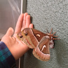 Ceanothus Silkmoth