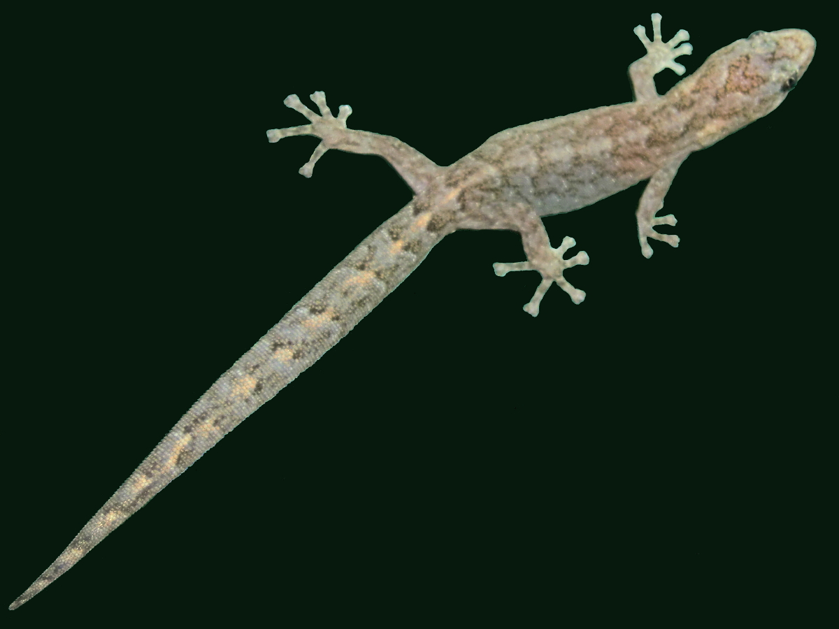 Southern Marbled Gecko