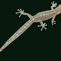 Southern Marbled Gecko