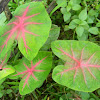 Fancy-Leafed Caladium