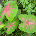 Fancy-Leafed Caladium