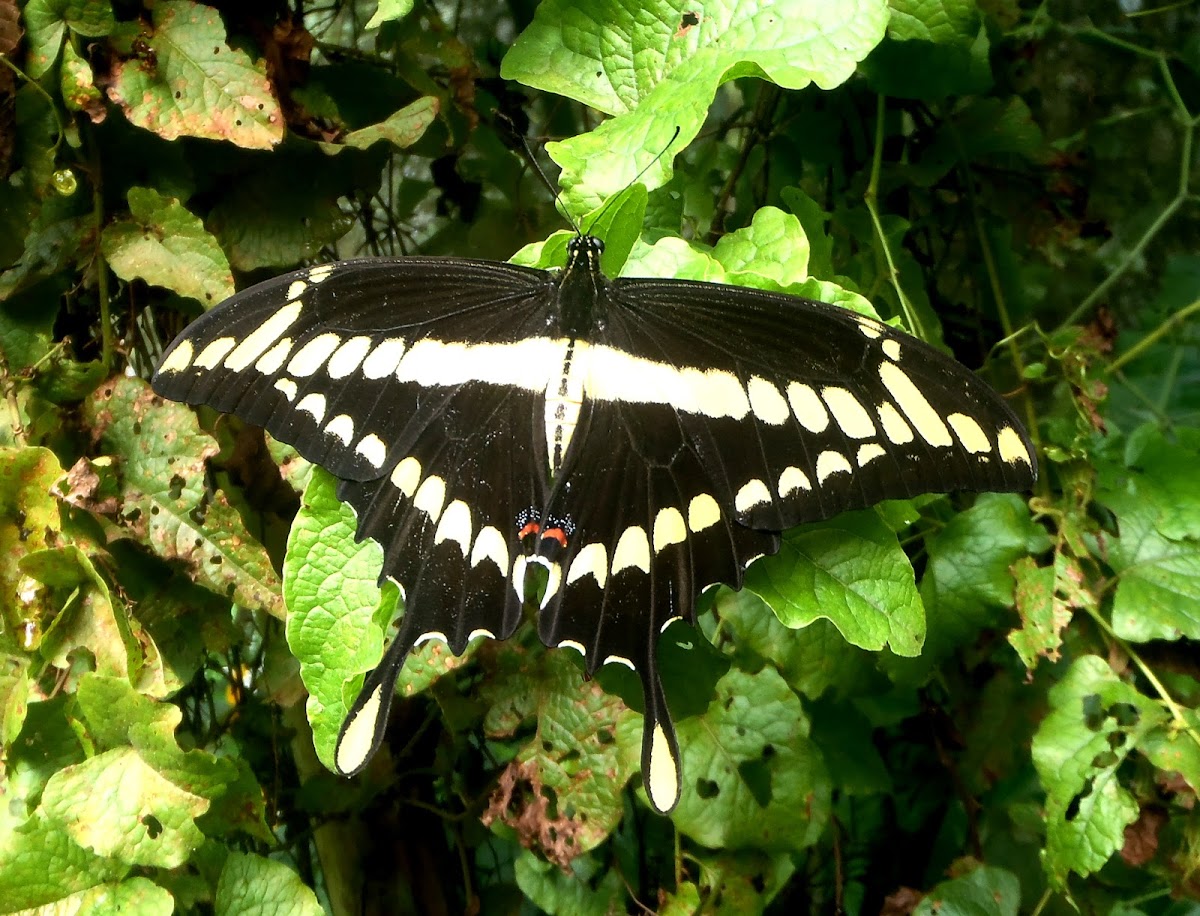 Heraclides. Mariposa, borboleta, butterfly