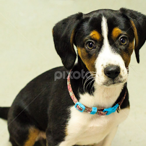 Lucy the Shelter Dog by Tonya Sheetz - Animals - Dogs Portraits