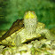 Common Map Turtle