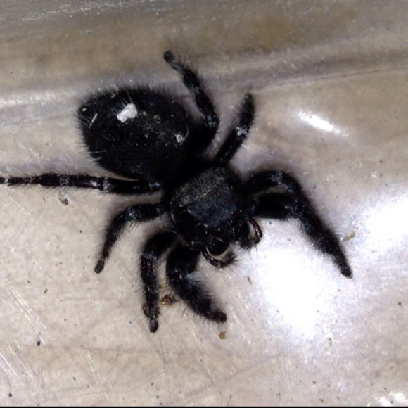 Bold Jumping Spider Project Noah