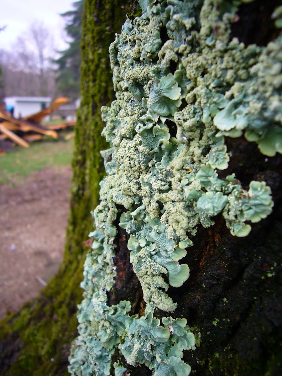 Lichen