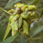 Acacia melanoxylon gall midge (galls)