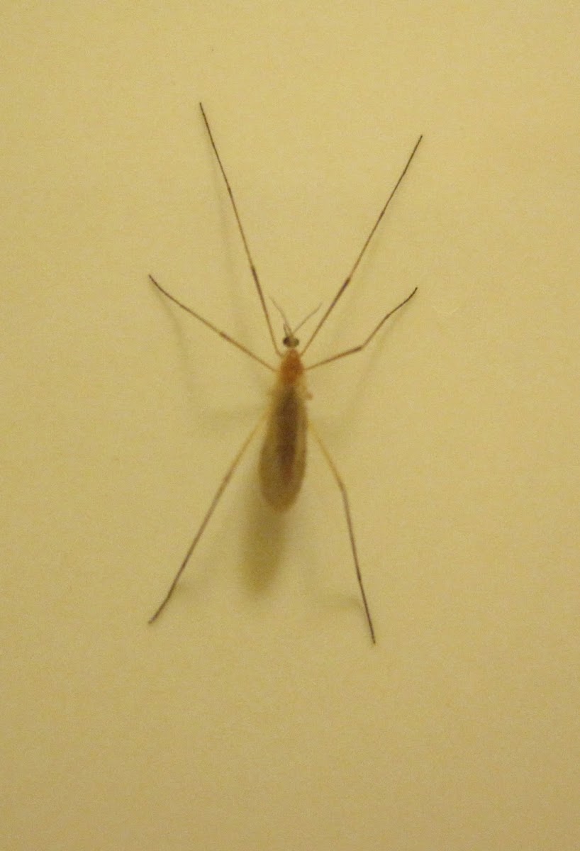 Limoniid Crane Fly