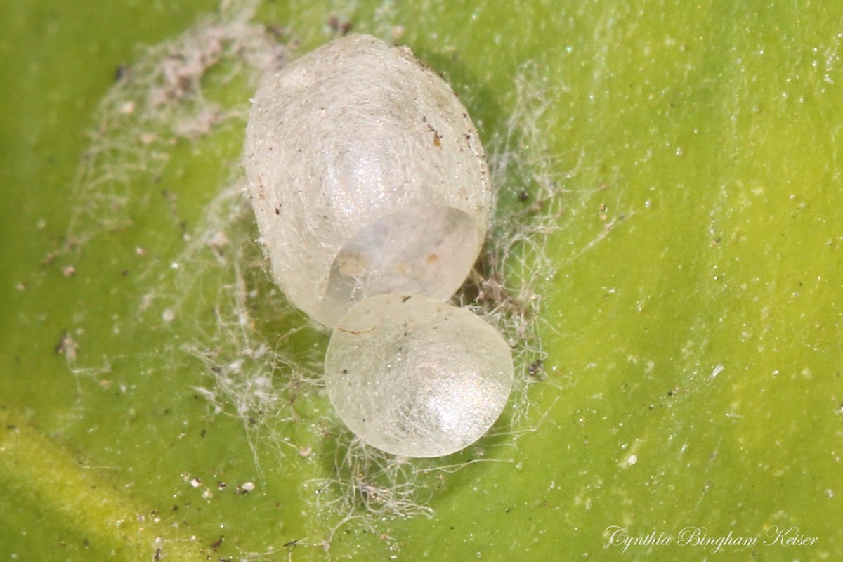 Green Lacewing (empty cocoon)