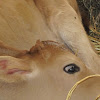 Cattle- Calf
