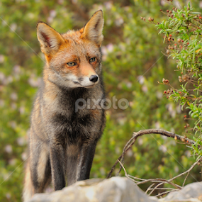 by Joaquim Martins Araujo - Animals Other