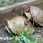 Three Toed Box Turtle