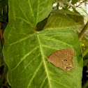 Bush Brown Butterfly