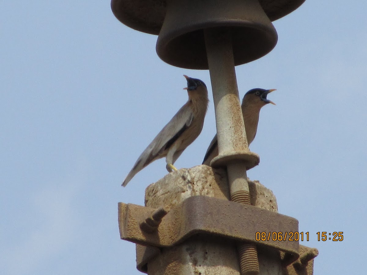 Brahminy Starling