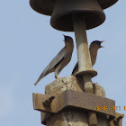 Brahminy Starling