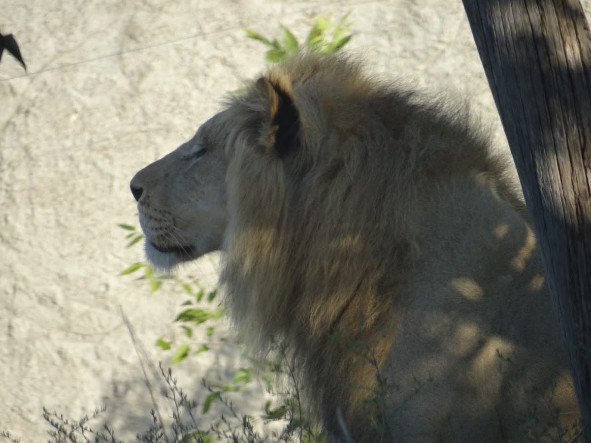 African Lion / León Africano