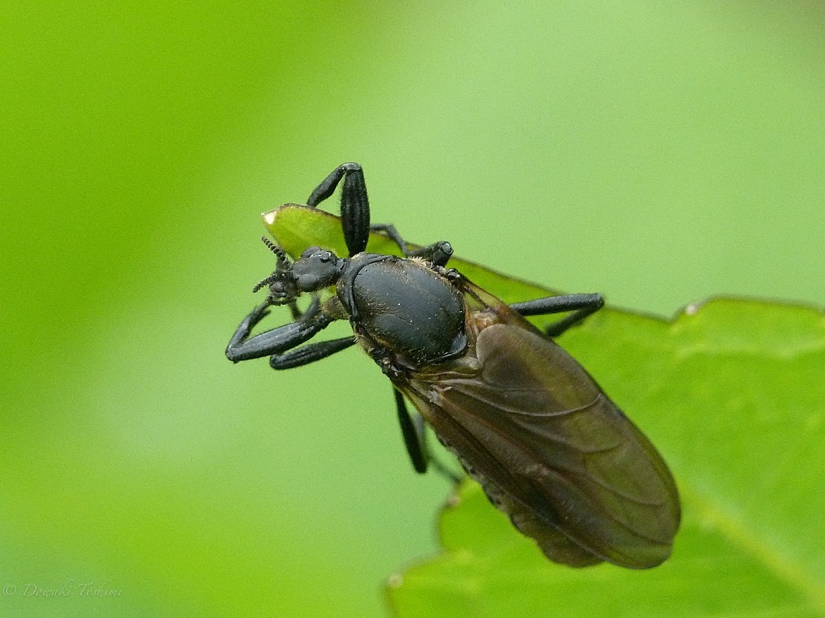 March Fly (Female)