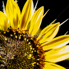 _MG_7373 by Michael Sinko - Flowers Single Flower