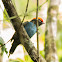 Blue manakin or Swallow-tailed manakin