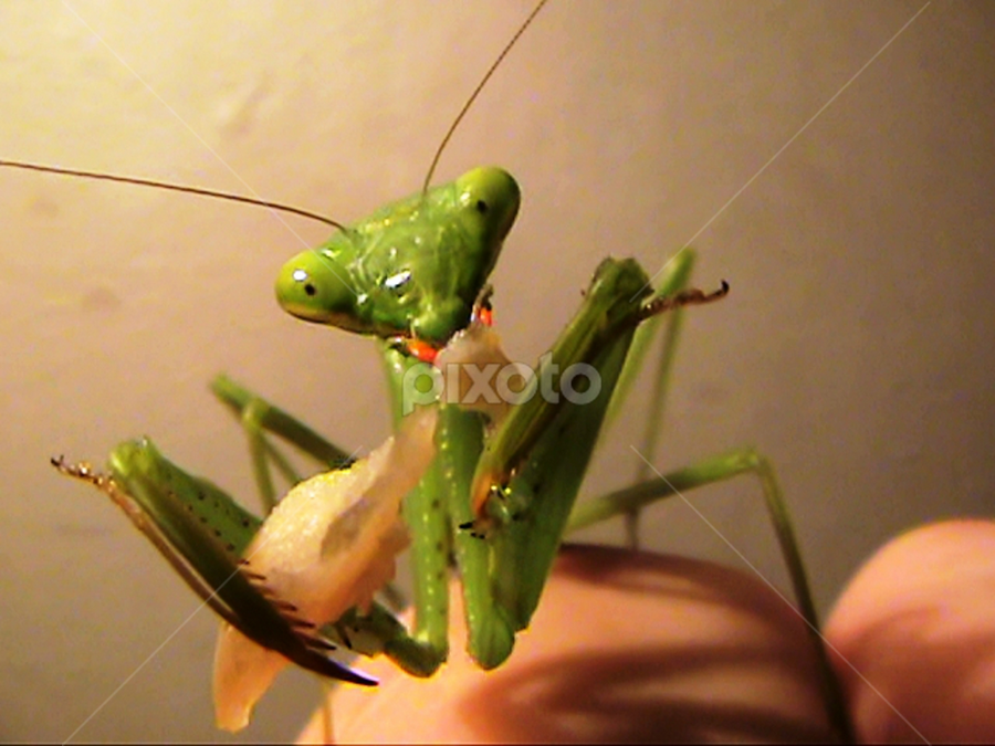 Pet praying mantis eating chicken by Hrodulf Steinkampf - Animals Insects & Spiders