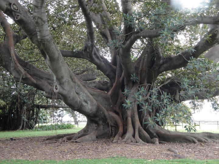 Moreton bay fig tree