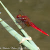 Red-veined Darter