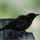 American Crow