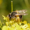 Common Sand Bee