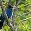 Steller's Jay