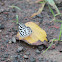 Rounded Pierrot