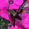 Hummingbird Moth