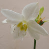 Flower of St. Joseph/Narcissus