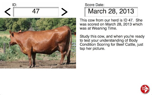 Free Download Body Condition Score Beef Cows APK for Android