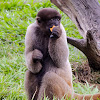 Macaco-barrigudo