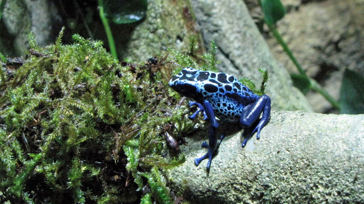 Blue Poison Dart Frog, Okopipi