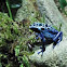 Blue Poison Dart Frog, Okopipi