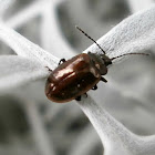 Beetle.