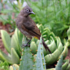 Cape Bulbul