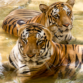 by Amit Aggarwal - Animals Lions, Tigers & Big Cats